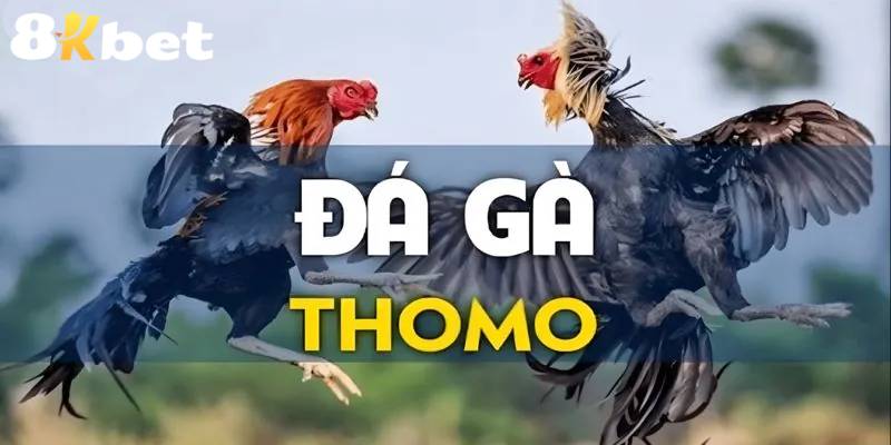 Tìm hiểu về đá gà thomo