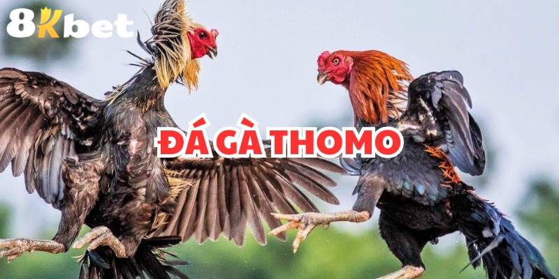 Quy luật chơi đá gà thomo