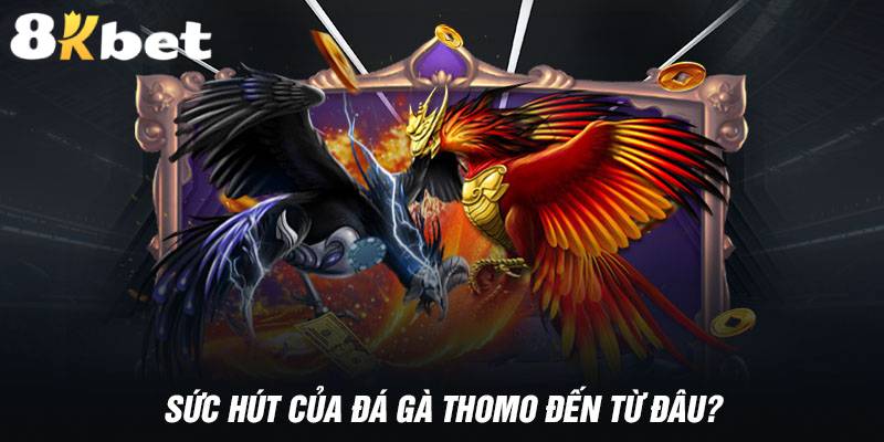 Ưu điểm của đá gà thomo 8KBET