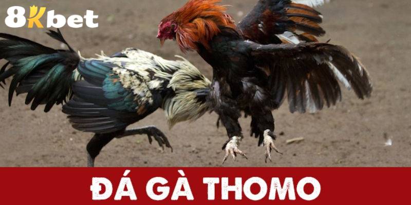 Đá Gà Thomo - Đấu Trường Đẳng Cấp Hàng Đầu Thế Giới